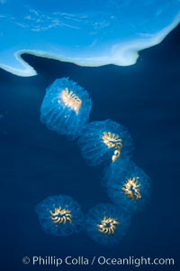 Colonial planktonic pelagic tunicate, adrift in the open ocean, forms rings and chains as it drifts with ocean currents, Cyclosalpa affinis, San Diego, California