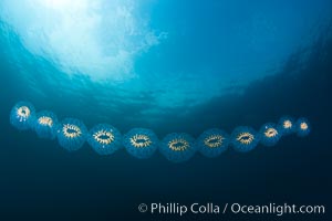 Colonial planktonic pelagic tunicate, adrift in the open ocean, forms rings and chains as it drifts with ocean currents, Cyclosalpa affinis, San Diego, California