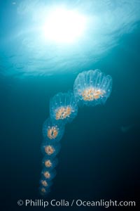 Colonial planktonic pelagic tunicate, adrift in the open ocean, forms rings and chains as it drifts with ocean currents, Cyclosalpa affinis, San Diego, California