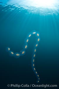 Colonial planktonic pelagic tunicate, adrift in the open ocean, forms rings and chains as it drifts with ocean currents, Cyclosalpa affinis, San Diego, California