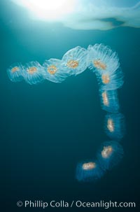 Colonial planktonic pelagic tunicate, adrift in the open ocean, forms rings and chains as it drifts with ocean currents, Cyclosalpa affinis, San Diego, California