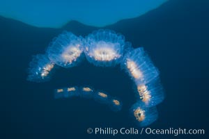 Colonial planktonic pelagic tunicate, adrift in the open ocean, forms rings and chains as it drifts with ocean currents, Cyclosalpa affinis, San Diego, California