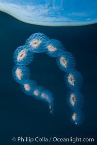 Colonial planktonic pelagic tunicate, adrift in the open ocean, forms rings and chains as it drifts with ocean currents, Cyclosalpa affinis, San Diego, California