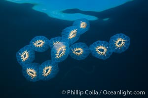 Colonial planktonic pelagic tunicate, adrift in the open ocean, forms rings and chains as it drifts with ocean currents, Cyclosalpa affinis, San Diego, California