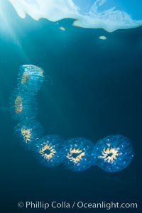 Colonial planktonic pelagic tunicate, adrift in the open ocean, forms rings and chains as it drifts with ocean currents. San Diego, California, USA, Cyclosalpa affinis, natural history stock photograph, photo id 26835