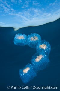 Colonial planktonic pelagic tunicate, adrift in the open ocean, forms rings and chains as it drifts with ocean currents, Cyclosalpa affinis, San Diego, California