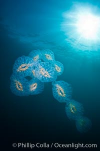 Colonial planktonic pelagic tunicate, adrift in the open ocean, forms rings and chains as it drifts with ocean currents, Cyclosalpa affinis, San Diego, California