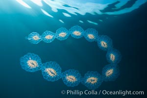 Colonial planktonic pelagic tunicate, adrift in the open ocean, forms rings and chains as it drifts with ocean currents, Cyclosalpa affinis, San Diego, California