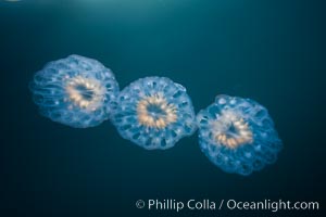 Colonial planktonic pelagic tunicate, adrift in the open ocean, forms rings and chains as it drifts with ocean currents, Cyclosalpa affinis, San Diego, California