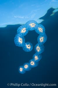 Colonial planktonic pelagic tunicate, adrift in the open ocean, forms rings and chains as it drifts with ocean currents, Cyclosalpa affinis, San Diego, California