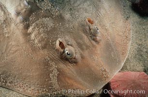 Thornback ray, Platyrhinoidis triseriata, La Jolla, California