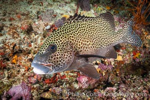 Plectorhinchus chaetodonoides, Many-spotted sweetlips, Fiji, Plectorhinchus chaetodonoides, Bligh Waters