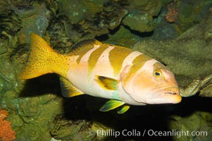 Black saddle grouper, Plectropomus laevis