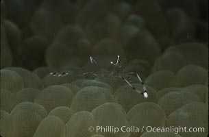 Unidentified marine shrimp on bubble coral, Northern Red Sea, Plerogyra sinuosa, Egyptian Red Sea