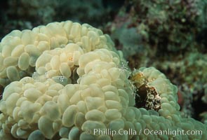 Bubble coral, Northern Red Sea. Egyptian Red Sea, Plerogyra sinuosa, natural history stock photograph, photo id 05294