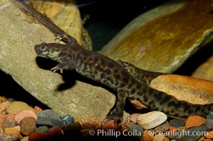 Spanish ribbed newt, native to Spain, Portugal and Morocco, Pleurodeles waltl