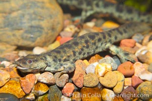 Spanish ribbed newt, Pleurodeles waltl