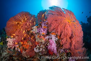 Plexauridae sea fan or gorgonian on coral reef. This gorgonian is a type of colonial alcyonacea soft coral that filters plankton from passing ocean currents