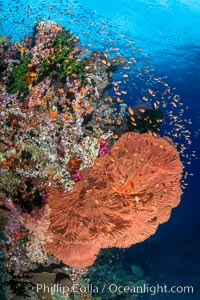 Plexauridae sea fan or gorgonian on coral reef. This gorgonian is a type of colonial alcyonacea soft coral that filters plankton from passing ocean currents, Gorgonacea, Bligh Waters, Fiji