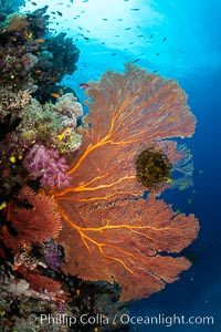 Plexauridae sea fan or gorgonian on coral reef. This gorgonian is a type of colonial alcyonacea soft coral that filters plankton from passing ocean currents, Gorgonacea, Namena Marine Reserve, Namena Island, Fiji