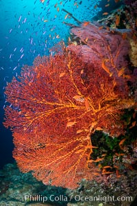 Plexauridae sea fan or gorgonian on coral reef. This gorgonian is a type of colonial alcyonacea soft coral that filters plankton from passing ocean currents, Gorgonacea, Vatu I Ra Passage, Bligh Waters, Viti Levu Island, Fiji