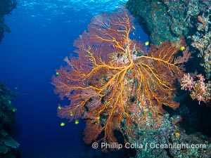 Plexauridae sea fan or gorgonian on coral reef. This gorgonian is a type of colonial alcyonacea soft coral that filters plankton from passing ocean currents, Gorgonacea, Vatu I Ra Passage, Bligh Waters, Viti Levu Island, Fiji