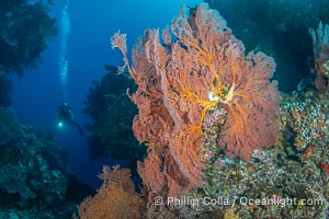 Plexauridae sea fan or gorgonian on coral reef. This gorgonian is a type of colonial alcyonacea soft coral that filters plankton from passing ocean currents, Gorgonacea, Vatu I Ra Passage, Bligh Waters, Viti Levu Island, Fiji