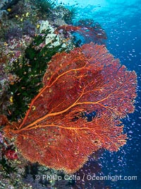 Plexauridae sea fan or gorgonian on coral reef. This gorgonian is a type of colonial alcyonacea soft coral that filters plankton from passing ocean currents, Gorgonacea, Namena Marine Reserve