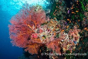 Plexauridae sea fan or gorgonian on coral reef. This gorgonian is a type of colonial alcyonacea soft coral that filters plankton from passing ocean currents, Gorgonacea, Vatu I Ra Passage, Bligh Waters, Viti Levu Island, Fiji
