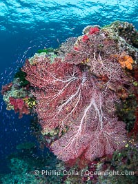 Plexauridae sea fan or gorgonian on coral reef. This gorgonian is a type of colonial alcyonacea soft coral that filters plankton from passing ocean currents, Gorgonacea, Namena Marine Reserve