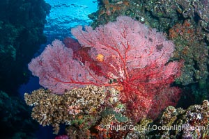 Plexauridae sea fan or gorgonian on coral reef. This gorgonian is a type of colonial alcyonacea soft coral that filters plankton from passing ocean currents, Gorgonacea, Vatu I Ra Passage, Bligh Waters, Viti Levu Island, Fiji