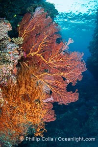 Plexauridae sea fan or gorgonian on coral reef. This gorgonian is a type of colonial alcyonacea soft coral that filters plankton from passing ocean currents, Gorgonacea, Vatu I Ra Passage, Bligh Waters, Viti Levu Island, Fiji