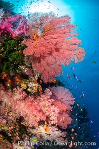 Beautiful South Pacific coral reef, with Plexauridae sea fans, schooling anthias fish and colorful dendronephthya soft corals, Fiji