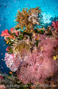 Beautiful South Pacific coral reef, with Plexauridae sea fans, schooling anthias fish and colorful dendronephthya soft corals, Fiji