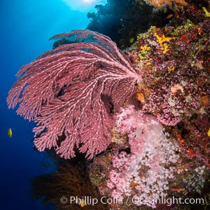 Beautiful South Pacific coral reef, with Plexauridae sea fans, schooling anthias fish and colorful dendronephthya soft corals, Fiji