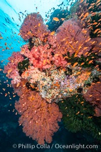 Beautiful South Pacific coral reef, with Plexauridae sea fans, schooling anthias fish and colorful dendronephthya soft corals, Fiji, Dendronephthya, Gorgonacea, Pseudanthias