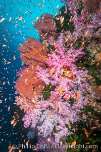 Beautiful South Pacific coral reef, with Plexauridae sea fans, schooling anthias fish and colorful dendronephthya soft corals, Fiji, Dendronephthya, Gorgonacea, Pseudanthias