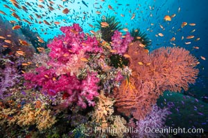 Beautiful South Pacific coral reef, with Plexauridae sea fans, schooling anthias fish and colorful dendronephthya soft corals, Fiji