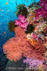 Beautiful South Pacific coral reef, with Plexauridae sea fans, schooling anthias fish and colorful dendronephthya soft corals, Fiji., Dendronephthya, Gorgonacea, Pseudanthias, natural history stock photograph, photo id 34769