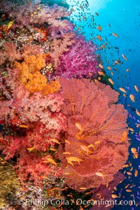 Beautiful South Pacific coral reef, with Plexauridae sea fans, schooling anthias fish and colorful dendronephthya soft corals, Fiji, Dendronephthya, Gorgonacea, Pseudanthias