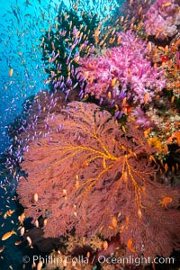 Beautiful South Pacific coral reef, with Plexauridae sea fans, schooling anthias fish and colorful dendronephthya soft corals, Fiji