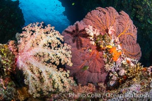 Beautiful South Pacific coral reef, with Plexauridae sea fans, schooling anthias fish and colorful dendronephthya soft corals, Fiji, Dendronephthya, Gorgonacea, Pseudanthias, Vatu I Ra Passage, Bligh Waters, Viti Levu Island