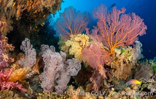 Beautiful South Pacific coral reef, with Plexauridae sea fans, schooling anthias fish and colorful dendronephthya soft corals, Fiji, Dendronephthya, Gorgonacea, Pseudanthias