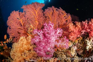 Beautiful South Pacific coral reef, with Plexauridae sea fans, schooling anthias fish and colorful dendronephthya soft corals, Fiji, Dendronephthya, Gorgonacea, Pseudanthias