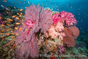 Beautiful South Pacific coral reef, with Plexauridae sea fans, schooling anthias fish and colorful dendronephthya soft corals, Fiji, Dendronephthya, Gorgonacea, Pseudanthias