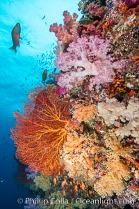 Beautiful South Pacific coral reef, with Plexauridae sea fans, schooling anthias fish and colorful dendronephthya soft corals, Fiji, Dendronephthya, Gorgonacea, Pseudanthias