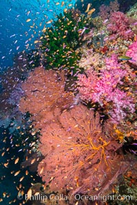 Beautiful South Pacific coral reef, with Plexauridae sea fans, schooling anthias fish and colorful dendronephthya soft corals, Fiji, Dendronephthya, Gorgonacea, Pseudanthias