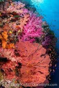 Beautiful South Pacific coral reef, with Plexauridae sea fans, schooling anthias fish and colorful dendronephthya soft corals, Fiji, Dendronephthya, Gorgonacea, Pseudanthias