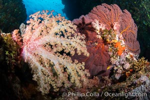 Beautiful South Pacific coral reef, with Plexauridae sea fans, schooling anthias fish and colorful dendronephthya soft corals, Fiji, Dendronephthya, Gorgonacea, Pseudanthias, Vatu I Ra Passage, Bligh Waters, Viti Levu Island