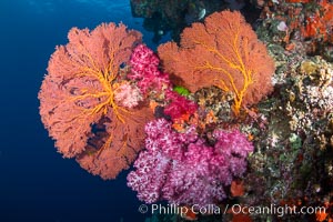 Beautiful South Pacific coral reef, with Plexauridae sea fans, schooling anthias fish and colorful dendronephthya soft corals, Fiji. Vatu I Ra Passage, Bligh Waters, Viti Levu Island, Dendronephthya, Gorgonacea, Pseudanthias, natural history stock photograph, photo id 34975